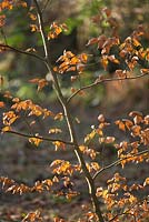 Fagus - Beech sapling with golden leaves in winter light