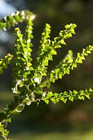 Interesting evergreen foliage plant