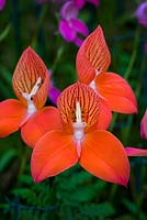 Disa - orchid 