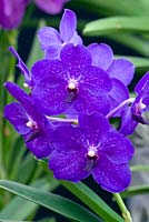 Vanda - royal blue orchid