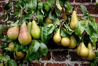 Pears growing in the Walled Garden, Highgrove Garden, September 2009.