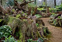 The Stumpery, Highgrove Garden, March 2008. The Stumpery is based on a Victorian concept for growing ferns amonst tree stumps.