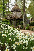 Spring Daffodils and the thatched tree house 'Hollyrood House', in the Stumpery, Highgrove Garden, April 2010