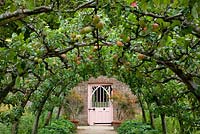 Apples growing in the Walled Garden, Highgrove Garden, September, 2009. 