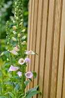 Digitalis next to wooden screen - A Celebration of Caravanning, RHS Chelsea Flower Show 2012