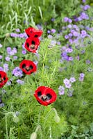 Papaver rhoeas 'ladybird', Nigella hispanica 'Midnight Blue' Love-in-a-mist and corncockle