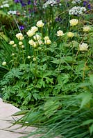 The M&G Garden. Trollius 'Cheddar' in naturalistic planting, including  aquilegias, cow parsley and grasses. Purbeck stone edging in foreground.