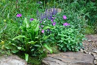 A stream and naturalistic planting including Asplenium scolopendrium, Geranium and Salvia in the Naturally Dry - a William Wordsworth inspired garden designed by Vicky Harris at the RHS Chelsea Flower Show 2012, SIlver Gilt medal winner