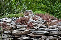 Pepa's Story - Dry-stone wall with drought-loving Sedums growing in the cracks at RHS Chelsea Flower Show 2012