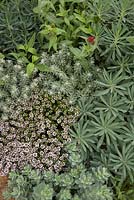 The Renault Garden. Mixed foliage textures and shades of green including euphorbia and thyme.