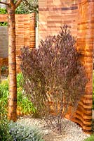 Cedar frames and planting of Prunus maackii 'Amber Beauty', Dodonaea viscosa 'Purpurea' - Homebase Teenage Cancer Trust Garden, Gold Medal winner - RHS Chelsea Flower Show 2012 