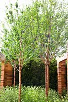 Prunus maackii 'Amber Beauty' - Homebase Teenage Cancer Trust Garden, Gold Medal winner - RHS Chelsea Flower Show 2012 
