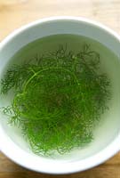 Foeniculum vulgare - Wild fennel in cup 