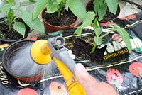 Watering cucumber plants in a grow bag, May