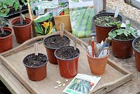 Potting area in greenhouse with pots of freshly planted courgettes, seed packets and pots of germinated seedlings, UK, April