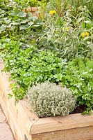 Herbs in the raised bed, Petroselinum, thymus Silver Queen