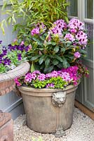 Rhododendron in container 