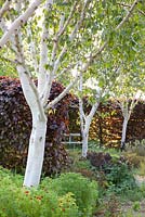 Betula jaquemontii Graywood Ghost - row of white Birch trees in garden 