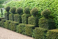 Taxus baccata - Topiary yew hedge 