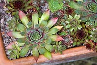 Sempervivum - succulent plants planted in teracotta pots and trough