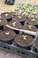 Origanum 'Rosenkuppel' and Veronica 'Fascination' seedlings in pots 