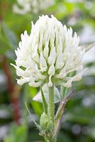 Trifolium ochroleucum