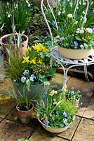 Collection of spring plants in vintage recycled containers on small patio - including narcissus, primulas, violas and carex