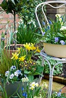 Collection of spring plants in vintage recycled containers on small patio - including narcissus,primulas,violas and carex