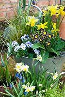 Collection of spring plants in vintage recycled containers on small patio - including narcissus, primulas, violas and carex

