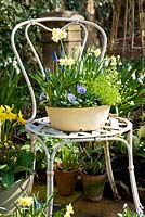 Vintage enamel bowl planted with blue and yellow spring plants on chair. Plants inc Narcissus, Minnow, primulas, violas, saxifraga and muscari