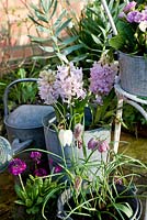 Pink hyacinth, primula denticulata and fritilleria meleagris in old metal containers on small patio