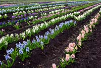 National collection of hyacinth orientalis at Waterbeach, Cambs