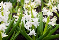 Hyacinth orientalis 'Ben Nevis'