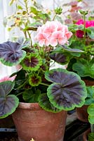 Different varieties of Pelargoniums on staging in old greenhouse