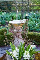 Bird bath with Hyacinth orientalis 'Ben Nevis'