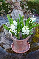 Hyacinth 'Ben Nevis' in container