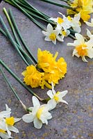 Display of cut heritage narcissus on table and in old bottles. Varieties inc 'Mrs Langtry', 'Sir Watkin' and 'Mary Copeland'