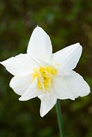 Narcissus 'Honeymoon'