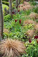 Spring border with Tulipa 'Abu Hassan' and Carex comans 