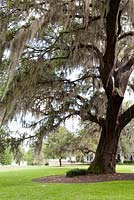 Southern Live Oak, Quercus virginiana, draped with Spanish Moss, Tillandsia usneoides - Leu Gardens in Orlando, Florida
