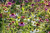 Flowerbeds of Echinacea purpurea - Bastin Mursery