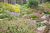 Rockery with Armeria, Dianthus and Phuopsis stylosa