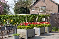 Morus alba macrophylla underplanted with Tulipa in large wooden planters 
