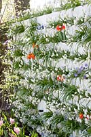 A true urban garden with vertical gardening to make the most of a small space - Inspirationgarden 'Tasty', Keukenhof, Holland