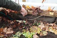 Pruning a first year Grape vine in polytunnel cutting back to 2 stems