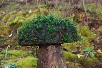 Forming a moss cap on wooden sculpted mushroom 
