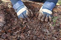 Rubbing leaf mould through a 2.5cm garden sieve to produce free flowing product