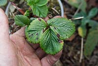 Silvery specks on Strawberry upper leaf surface are indicative of whitefly attack

