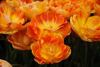 Tulipa 'Charming Beauty' 