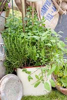 Herbs in old enamel pots - Rosmarinus, Salvia and Melissa